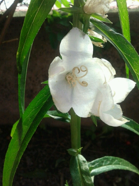 Platycodon grandiflorus cv. (Campanulaceae)